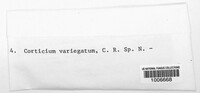 Corticium variegatum image